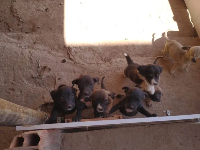 Cachorro ra a SRD idade 2 a 6 meses nome Sem nome 