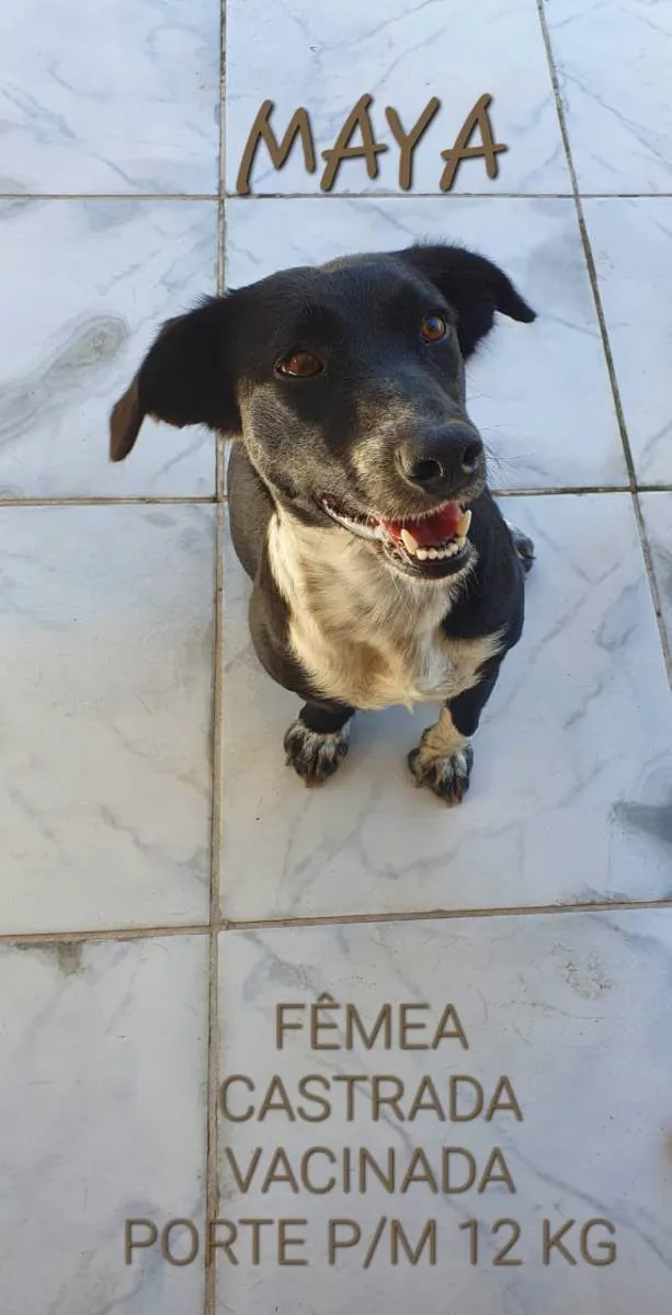 Cachorro ra a Sem raça definida (SRD) idade 2 anos nome Maya