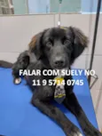 Cachorro raça SRD idade 7 a 11 meses nome Teco