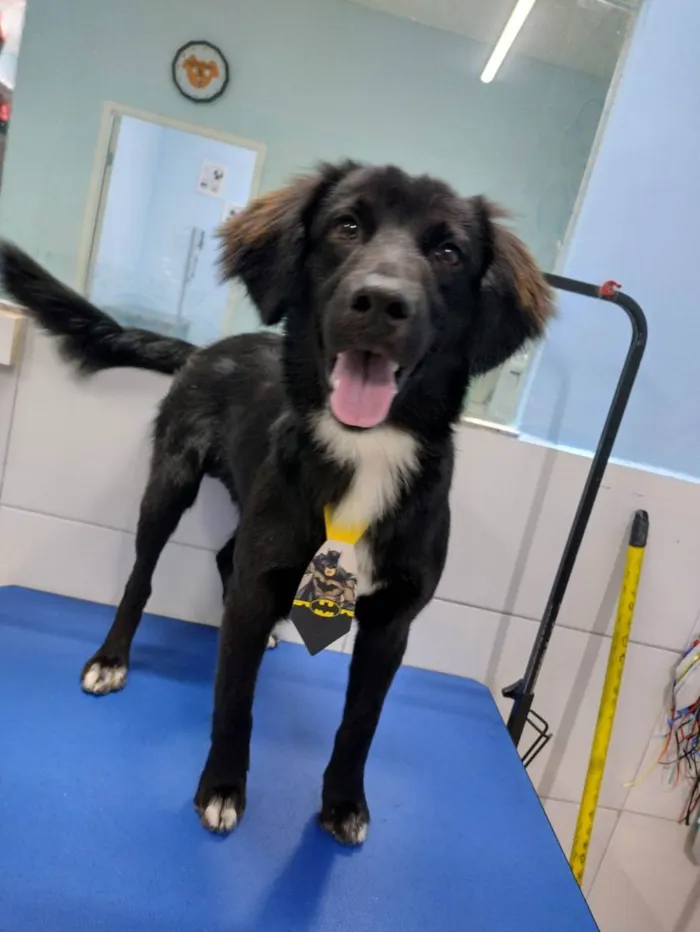 Cachorro raça SRD idade 7 a 11 meses nome Teco