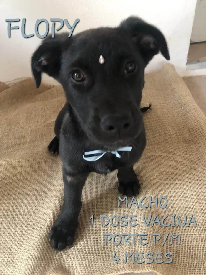 Cachorro ra a Sem raça definida (SRD) idade 2 a 6 meses nome Flopy