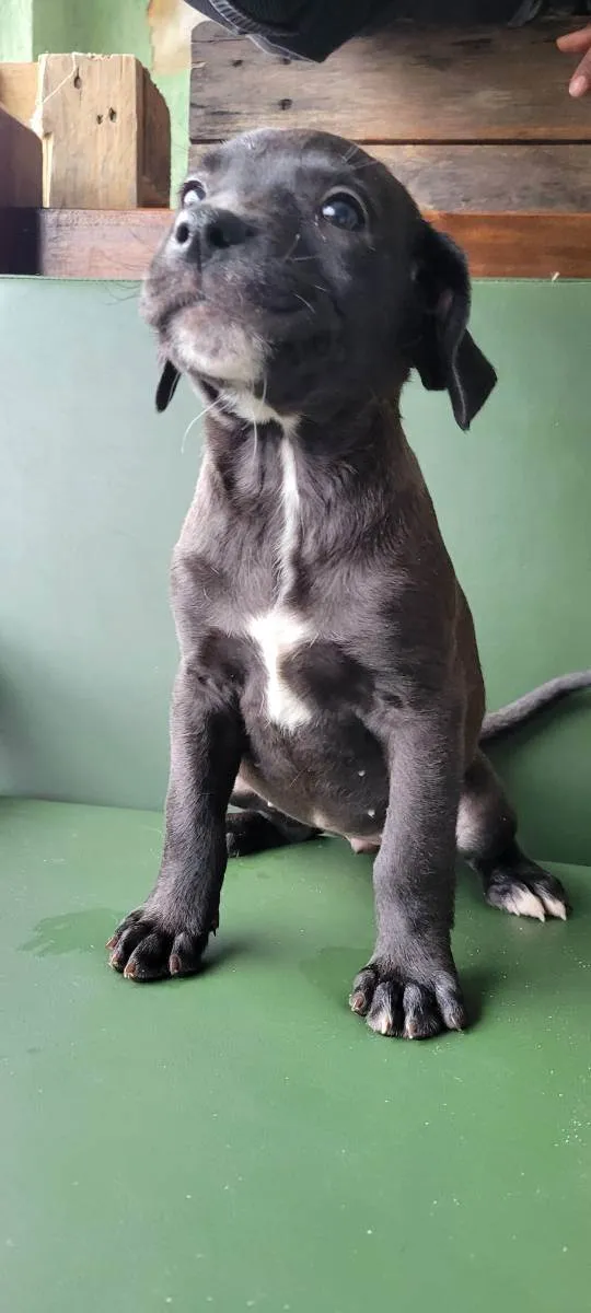 Cachorro raça Srd idade 2 a 6 meses nome Julia