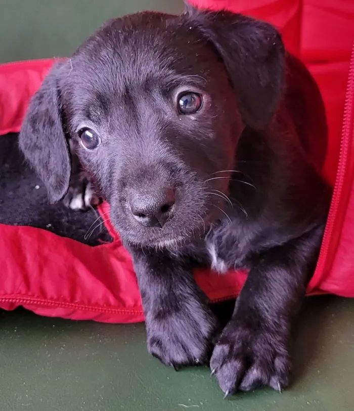 Cachorro raça Srd idade 2 a 6 meses nome Julia