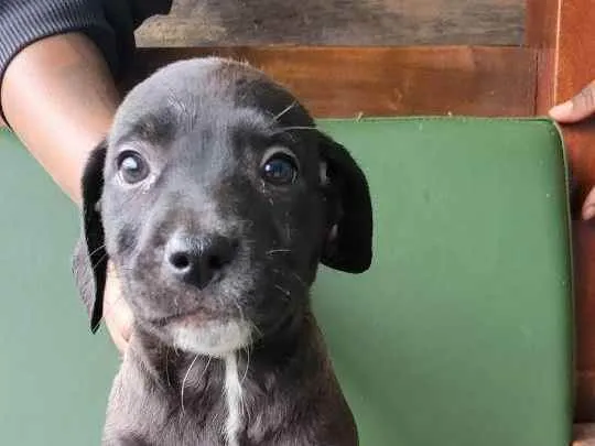 Cachorro raça Srd idade 2 a 6 meses nome Julia