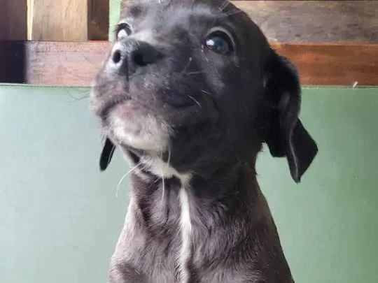 Cachorro raça Srd idade 2 a 6 meses nome Julia