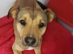 Cachorro raça Srd idade  nome Sheik