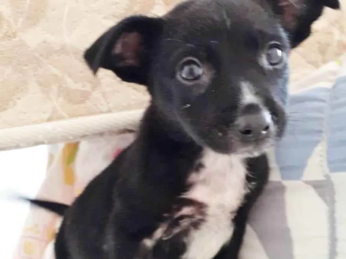Cachorro raça SRD idade 2 a 6 meses nome DUDU