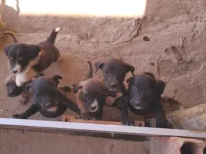 Cachorro raça SRD idade 2 a 6 meses nome Sem nome 