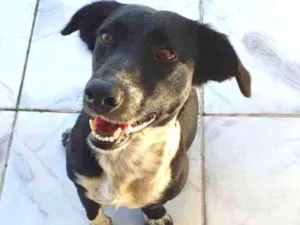 Cachorro raça Sem raça definida (SRD) idade 2 anos nome Maya