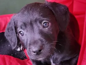 Cachorro raça Srd idade 2 a 6 meses nome Julia