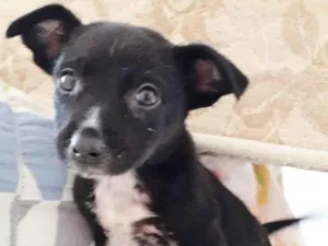 Cachorro raça SRD idade 2 a 6 meses nome DUDU