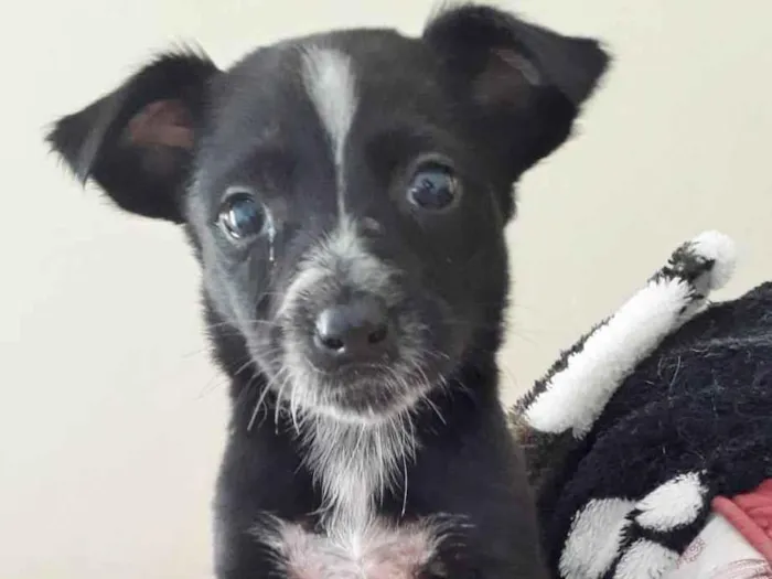 Cachorro raça SRD idade 2 a 6 meses nome MILA