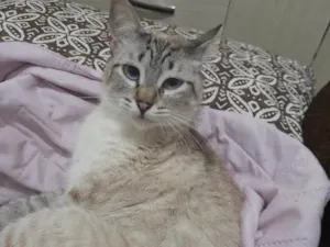 Gato raça Srd idade 7 a 11 meses nome Jade