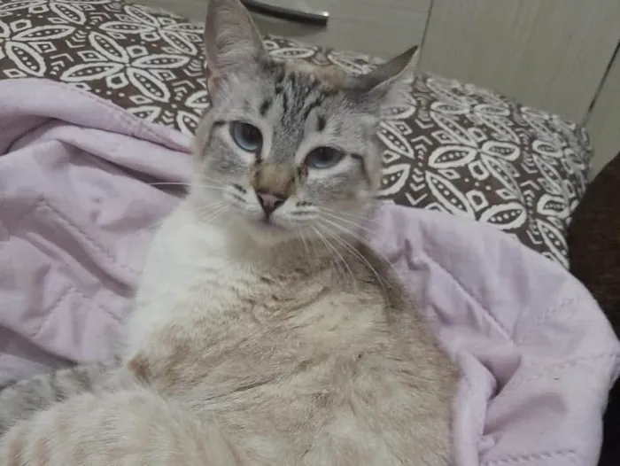 Gato raça Srd idade 7 a 11 meses nome Jade