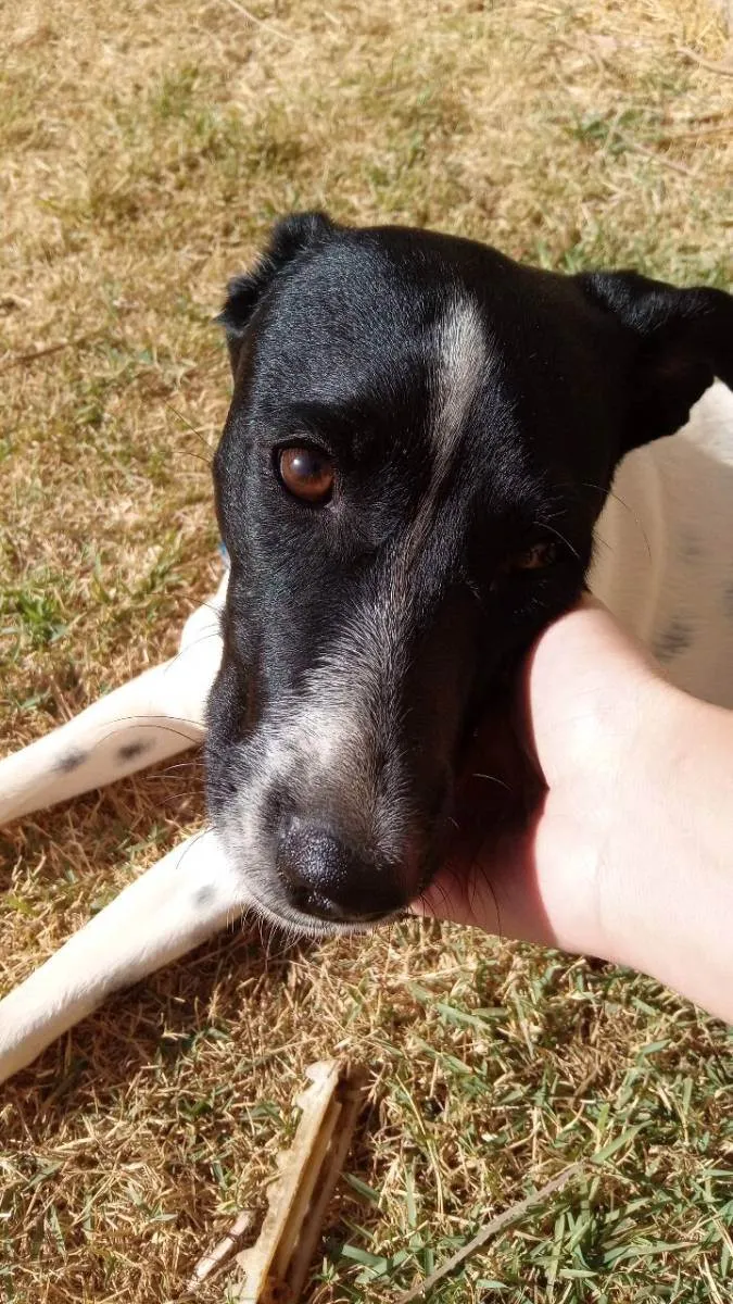 Cachorro ra a Vira lata  idade 7 a 11 meses nome Fred