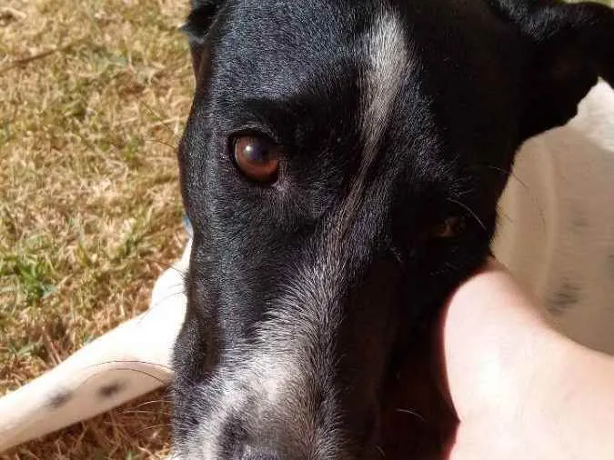 Cachorro ra a Vira lata  idade 7 a 11 meses nome Fred