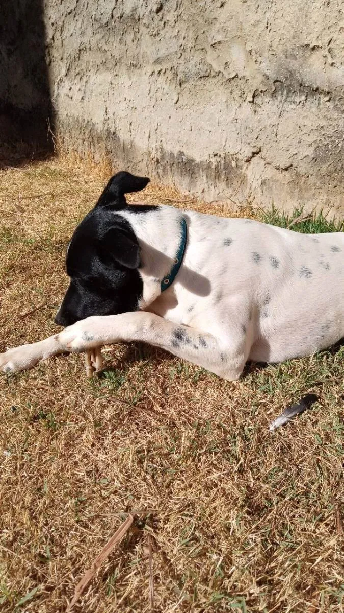 Cachorro ra a Vira lata  idade 7 a 11 meses nome Fred