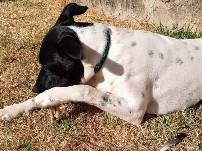 Cachorro ra a Vira lata  idade 7 a 11 meses nome Fred