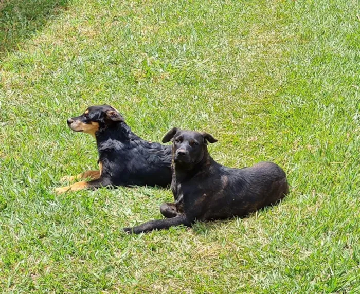 Cachorro ra a MESTIÇAS idade 2 anos nome PRINCESANELLA E FLOR