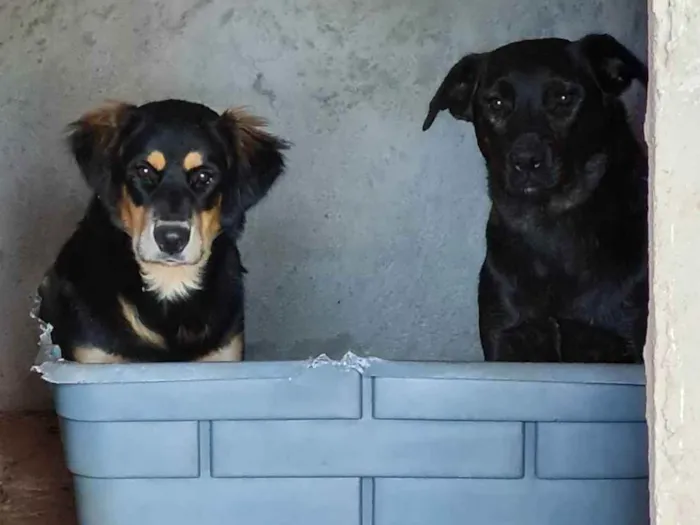 Cachorro ra a MESTIÇAS idade 2 anos nome PRINCESANELLA E FLOR