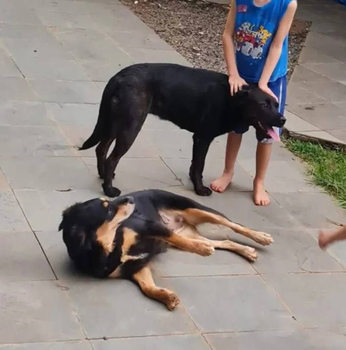 Cachorro ra a MESTIÇAS idade 2 anos nome PRINCESANELLA E FLOR