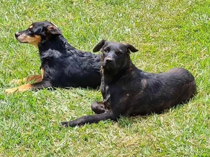 Cachorro ra a MESTIÇAS idade 2 anos nome PRINCESANELLA E FLOR