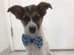 Cachorro raça SRD idade 2 a 6 meses nome Lenon