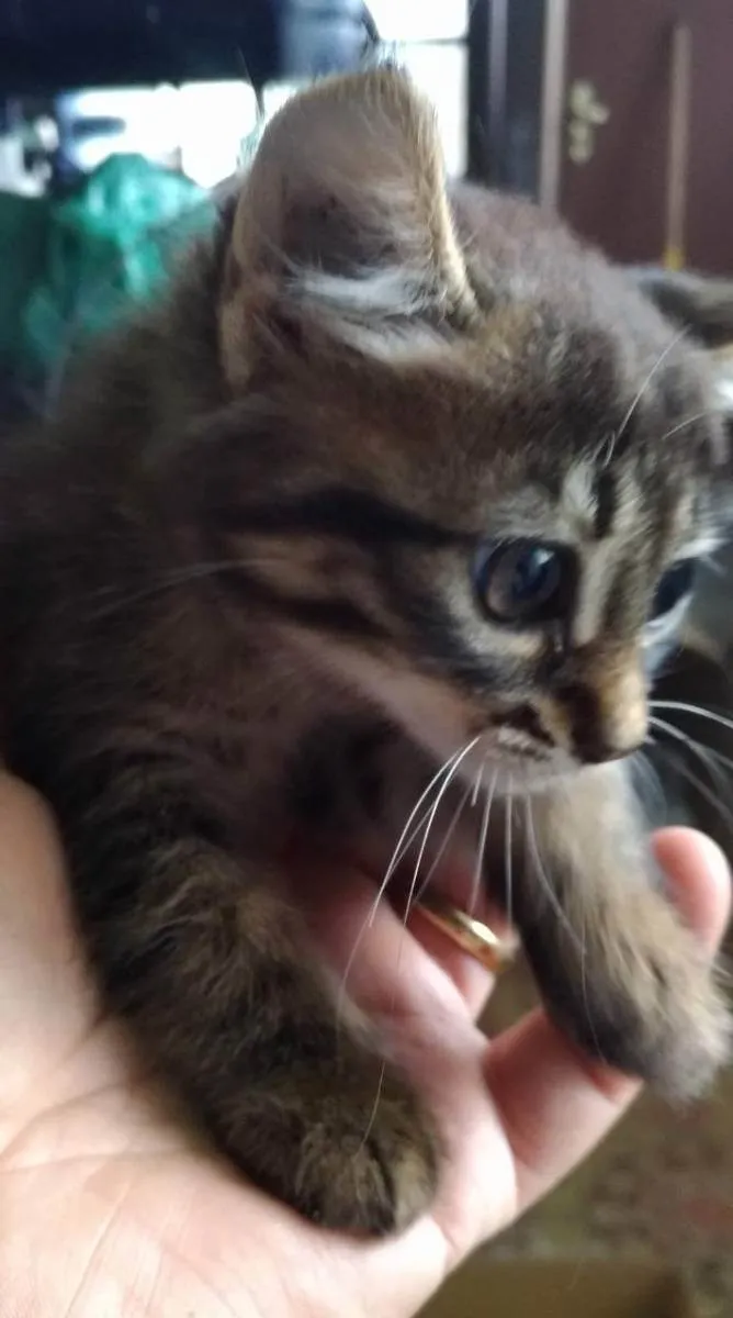 Gato raça SRD (Sem raça definida) idade Abaixo de 2 meses nome Sem nome