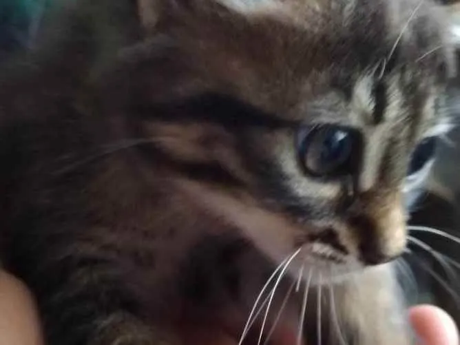 Gato raça SRD (Sem raça definida) idade Abaixo de 2 meses nome Sem nome
