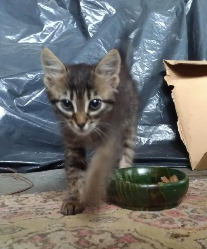 Gato raça SRD (Sem raça definida) idade Abaixo de 2 meses nome Sem nome