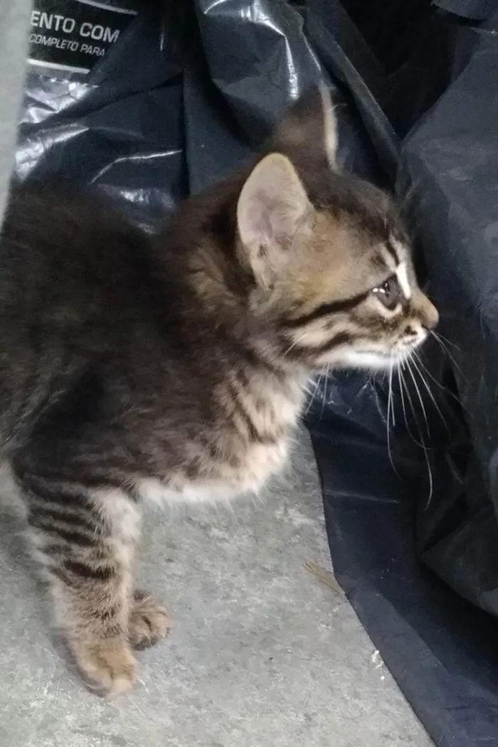 Gato raça SRD (Sem raça definida) idade Abaixo de 2 meses nome Sem nome