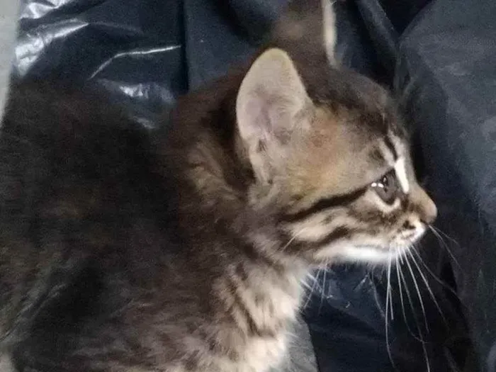 Gato raça SRD (Sem raça definida) idade Abaixo de 2 meses nome Sem nome