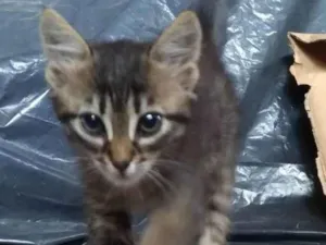 Gato raça SRD (Sem raça definida) idade Abaixo de 2 meses nome Sem nome