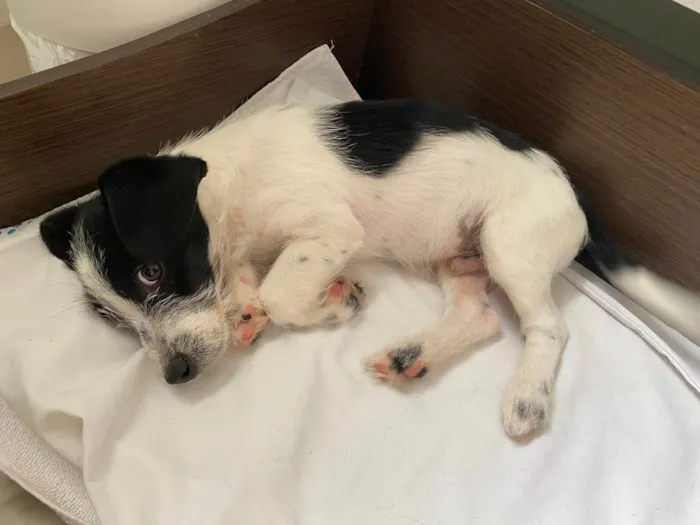 Cachorro ra a Srd idade 2 a 6 meses nome Zé 