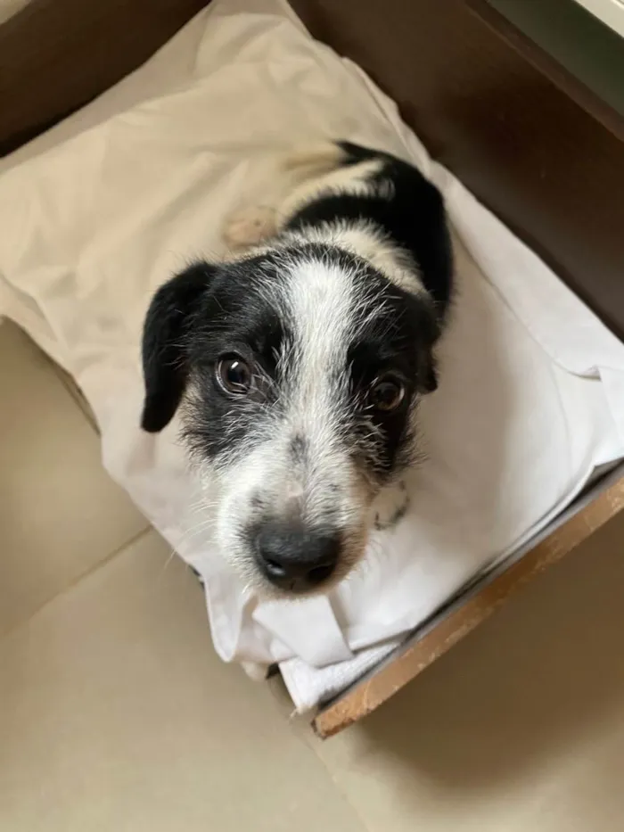Cachorro ra a Srd idade 2 a 6 meses nome Zé 