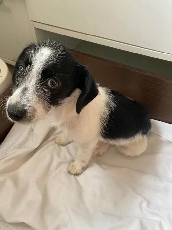 Cachorro ra a Srd idade 2 a 6 meses nome Zé 
