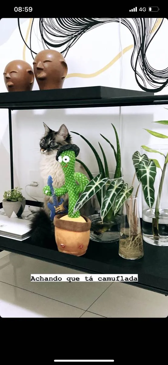 Gato raça Srd idade 4 anos nome Rebeca