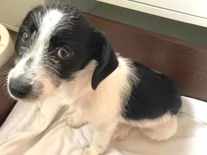 Cachorro ra a Srd idade 2 a 6 meses nome Zé 