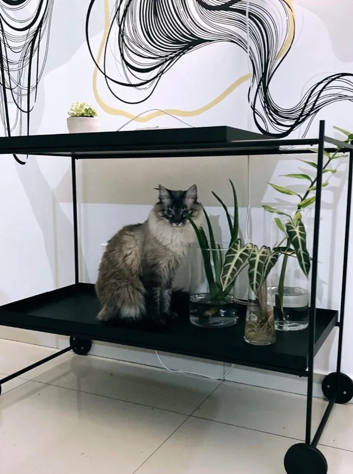 Gato ra a Srd idade 4 anos nome Rebeca