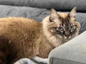 Gato raça Srd idade 4 anos nome Rebeca