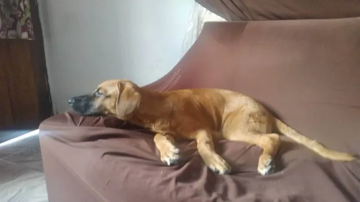 Cachorro ra a Mistura de labrador idade 7 a 11 meses nome Sckoty