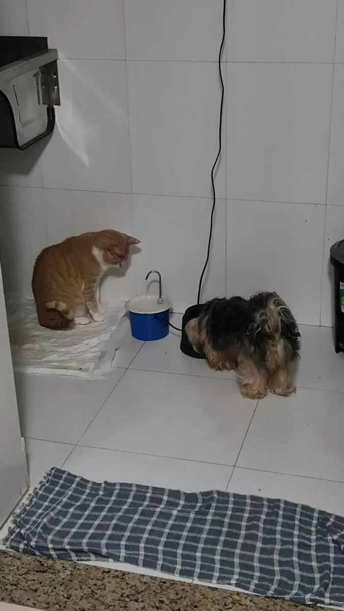 Gato raça Srd idade 2 anos nome Bob