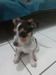 Bolinha