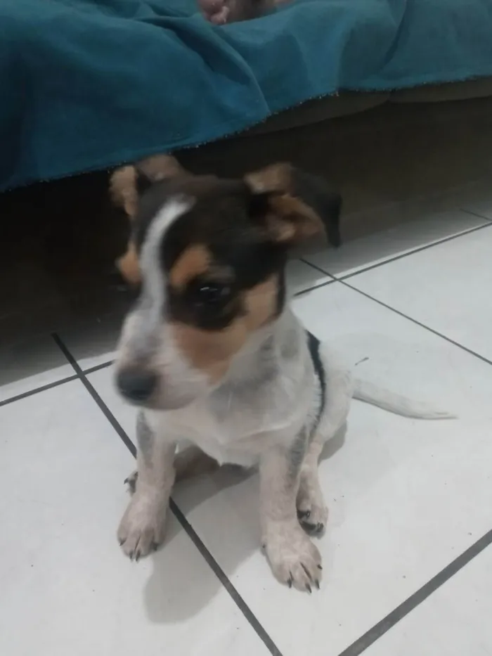Cachorro ra a Mestiço idade 2 a 6 meses nome Bolinha