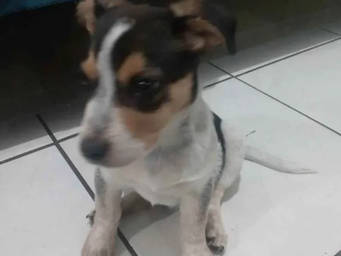 Cachorro ra a Mestiço idade 2 a 6 meses nome Bolinha