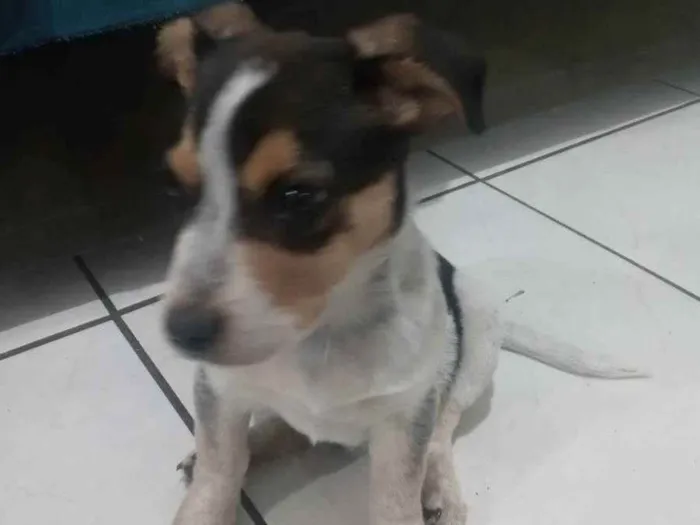 Cachorro ra a Mestiço idade 2 a 6 meses nome Bolinha