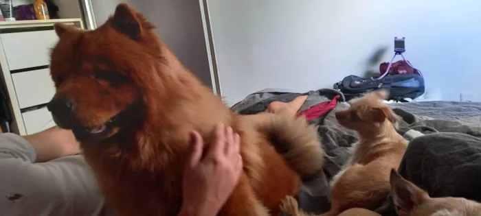 Cachorro ra a Chow Chow idade 5 anos nome Laila