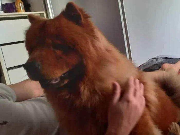 Cachorro ra a Chow Chow idade 5 anos nome Laila