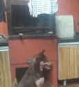Odin