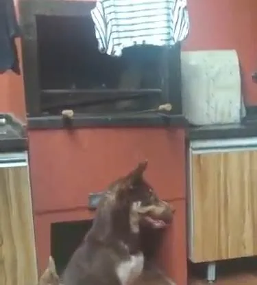 Cachorro ra a Mestiço husky  idade 3 anos nome Odin